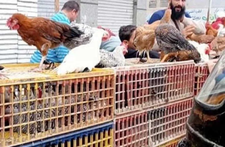 رفعت يوم العيد.. سعر الفراخ البيضاء اليوم الأربعاء 27 مايو 2026 في بورصة الدواجن والأسواق