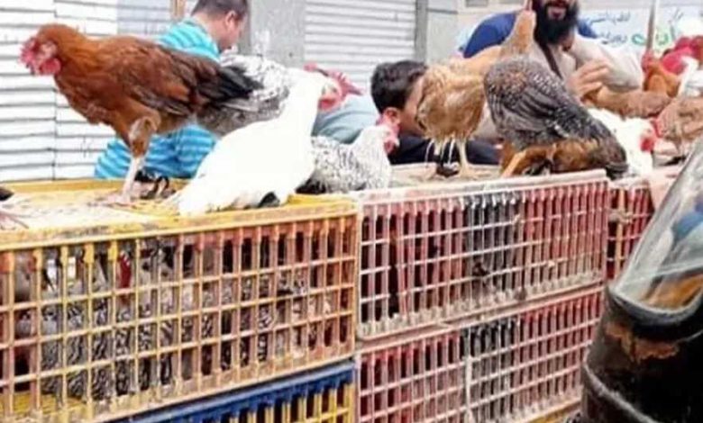 رفعت يوم العيد.. سعر الفراخ البيضاء اليوم الأربعاء 27 مايو 2026 في بورصة الدواجن والأسواق