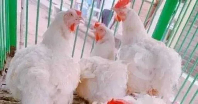 الساسو والبلدي.. سعر الفراخ البيضاء اليوم في المزارع والأسواق للمستهلك بعد استقرار الدواجن قبل العيد