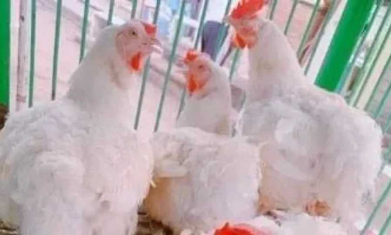 الساسو والبلدي.. سعر الفراخ البيضاء اليوم في المزارع والأسواق للمستهلك بعد استقرار الدواجن قبل العيد 1 الساسو والبلدي.. سعر الفراخ البيضاء اليوم في المزارع والأسواق للمستهلك بعد استقرار الدواجن قبل العيد
