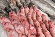 متوسط أسعار السمك اليوم في مصر والبلطي والجمبري والسبيط وفق آخر تحديث للأسواق