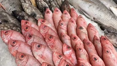 متوسط أسعار السمك اليوم في مصر والبلطي والجمبري والسبيط وفق آخر تحديث للأسواق 5 متوسط أسعار السمك اليوم في مصر والبلطي والجمبري والسبيط وفق آخر تحديث للأسواق