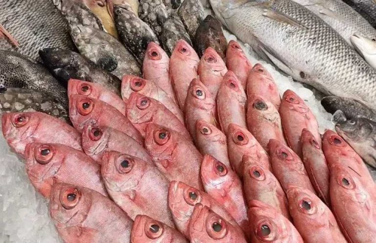 متوسط أسعار السمك اليوم في مصر والبلطي والجمبري والسبيط وفق آخر تحديث للأسواق