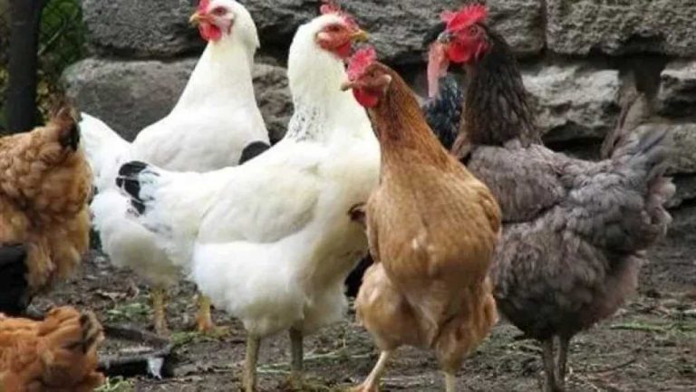 قبل نهاية إجازة العيد.. سعر الفراخ البيضاء والبلدي والساسو اليوم في مصر بعد استقرار بورصة الدواجن