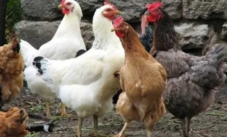 قبل نهاية إجازة العيد.. سعر الفراخ البيضاء والبلدي والساسو اليوم في مصر بعد استقرار بورصة الدواجن 1 قبل نهاية إجازة العيد.. سعر الفراخ البيضاء والبلدي والساسو اليوم في مصر بعد استقرار بورصة الدواجن