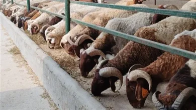 الحكومة: تكثيف الجهود لتوفير الأضاحي واللحوم بأسعار مناسبة استعداداً لعيد الأضحى 3 915