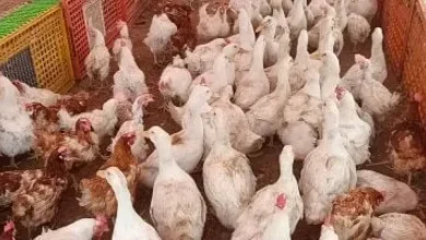 البلدي والساسو .. سعر الفراخ البيضاء اليوم الجمعة 29 مايو 2026 في المزارع والأسواق 3 البلدي والساسو .. سعر الفراخ البيضاء اليوم الجمعة 29 مايو 2026 في المزارع والأسواق