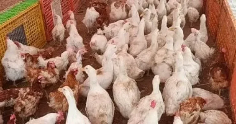 البلدي والساسو .. سعر الفراخ البيضاء اليوم الجمعة 29 مايو 2026 في المزارع والأسواق
