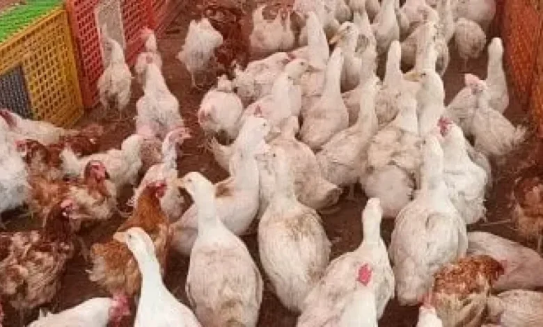 البلدي والساسو .. سعر الفراخ البيضاء اليوم الجمعة 29 مايو 2026 في المزارع والأسواق 1 البلدي والساسو .. سعر الفراخ البيضاء اليوم الجمعة 29 مايو 2026 في المزارع والأسواق