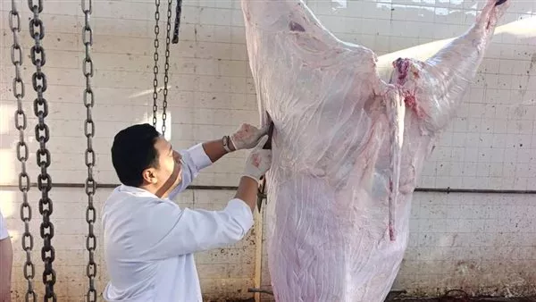 “الزراعة”: ذبح 35500 أضحية مجاناً في المسالخ الحكومية خلال عيد الأضحى