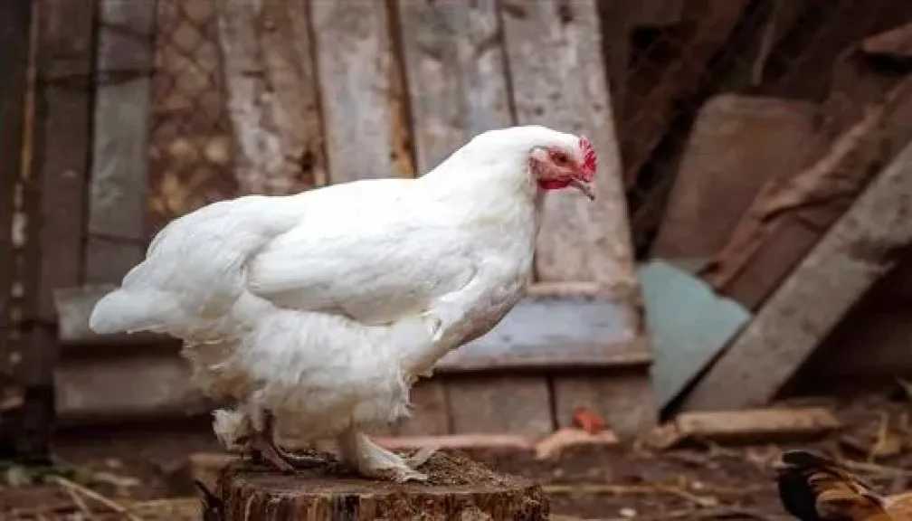 اعرف بكام.. سعر الفراخ البيضاء اليوم السبت 30 مايو 2026 للمستهلك داخل الأسواق والمزارع 2 اعرف بكام سعر الفراخ البيضاء اليوم السبت 30 مايو 2026