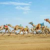 25 ألف وجبة غذائية من المملكة للمحتاجين بوسط وجنوب غزة 3 2.5 مليون ريال أولى جوائز سباقات الهجن في السعودية