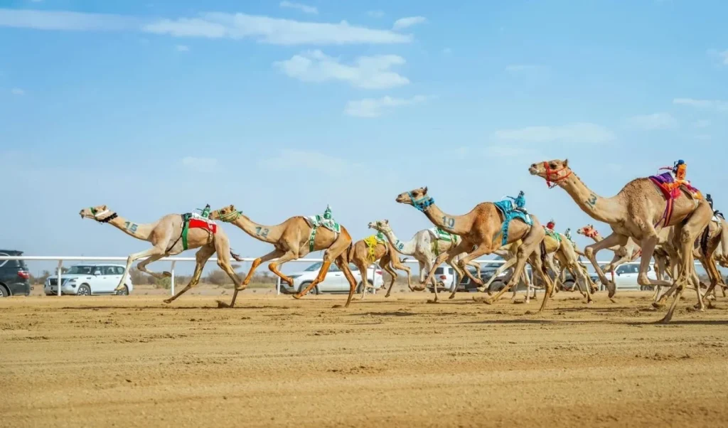 2.5 مليون ريال أولى جوائز سباقات الهجن في السعودية