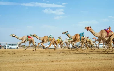 2.5 مليون ريال أولى جوائز سباقات الهجن في السعودية 3 2.5 مليون ريال أولى جوائز سباقات الهجن في السعودية