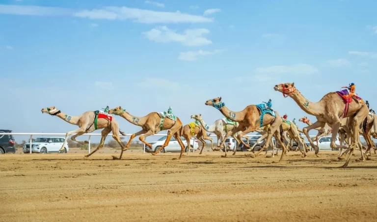 2.5 مليون ريال أولى جوائز سباقات الهجن في السعودية